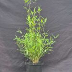 Nitida Black Pearl Bamboe 2.5L - 50+ cm