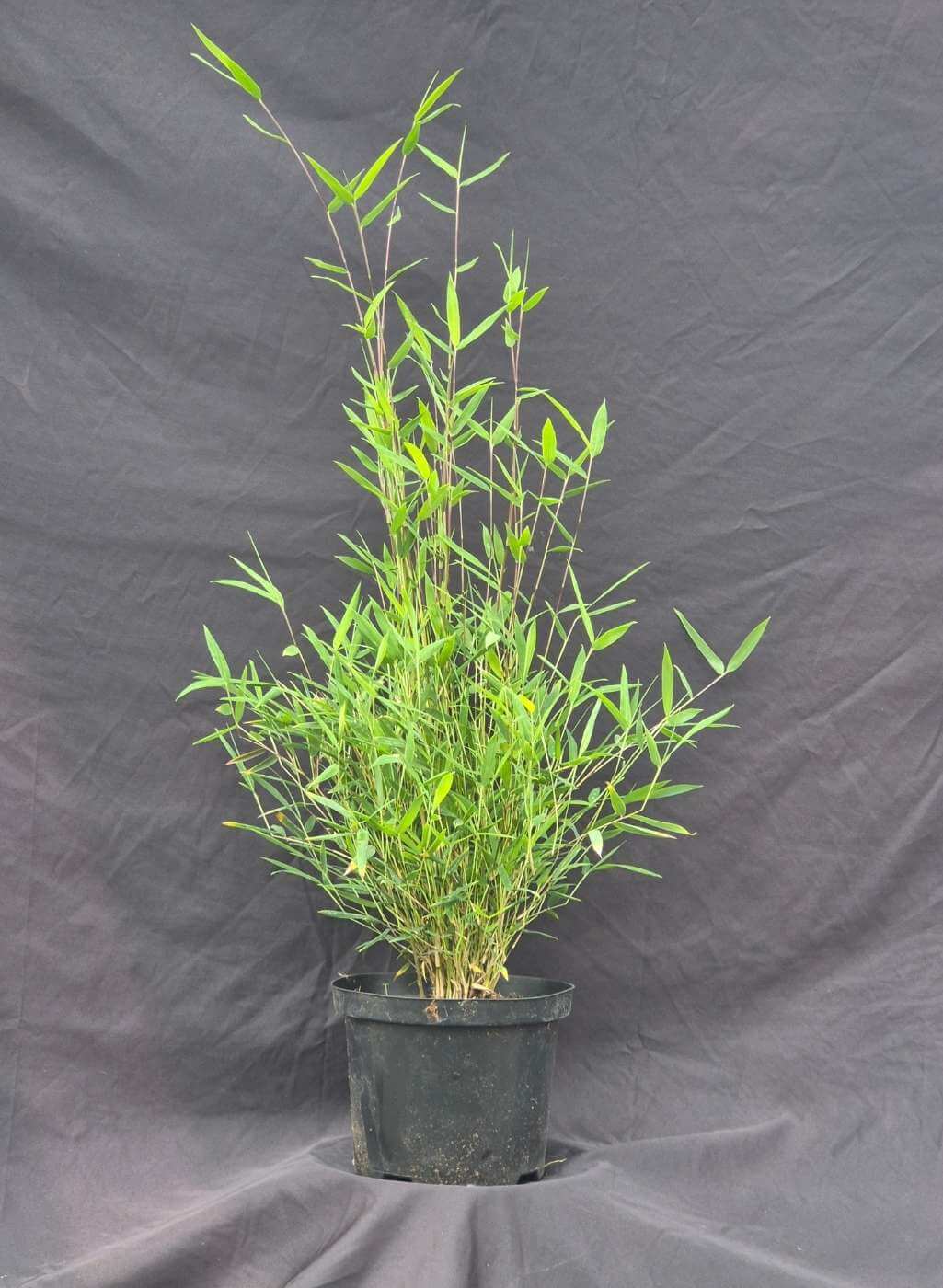 Nitida Black Pearl Bamboe 2.5L – 50+ cm