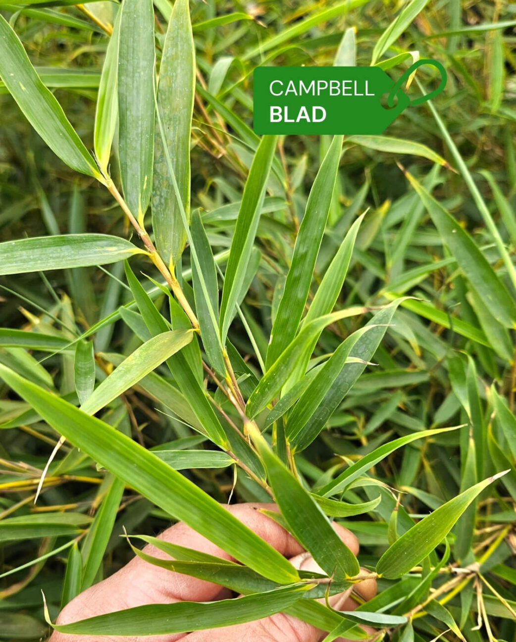 Impressie van het blad van de Fargesia Robusta Campbell bamboe plant.
