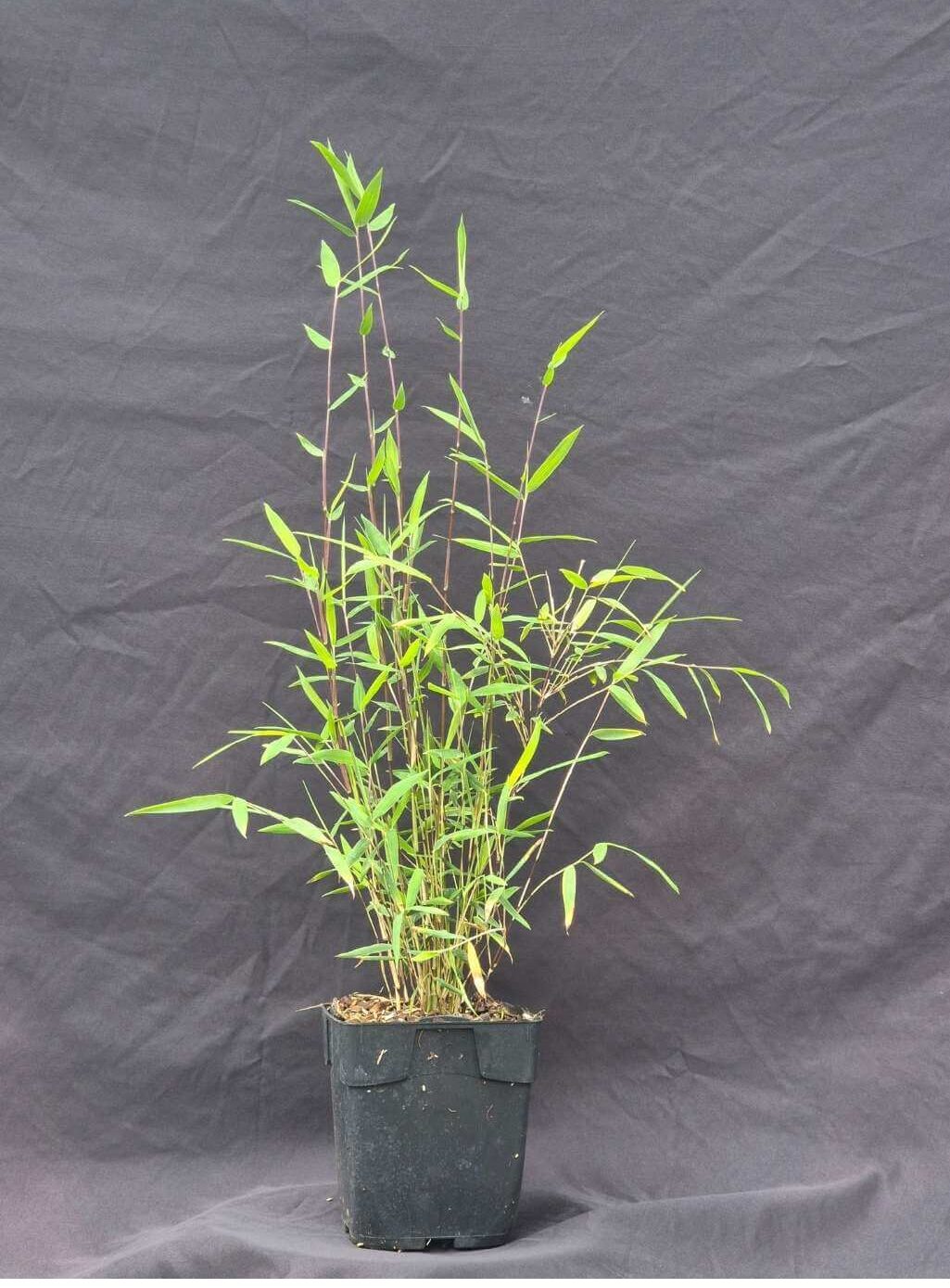 fargesia deep purple 1L 25CM