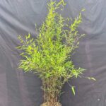 Jiuzhaigou Deep Purple – 5.5L – 100+ cm