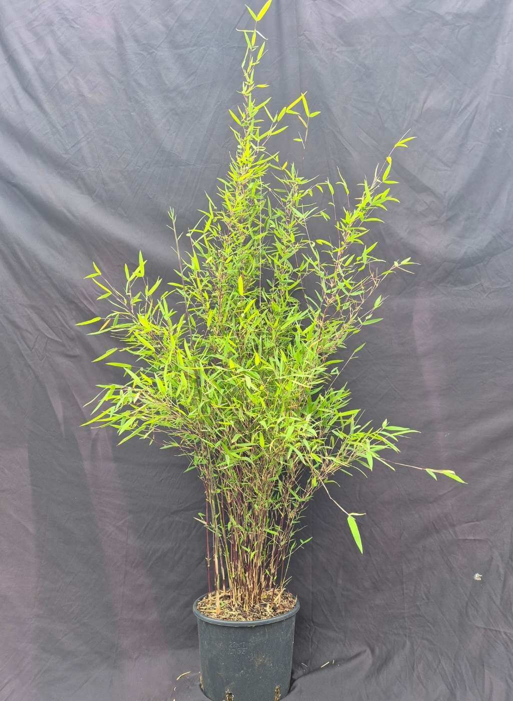 Jiuzhaigou Deep Purple – 5.5L – 100+ cm