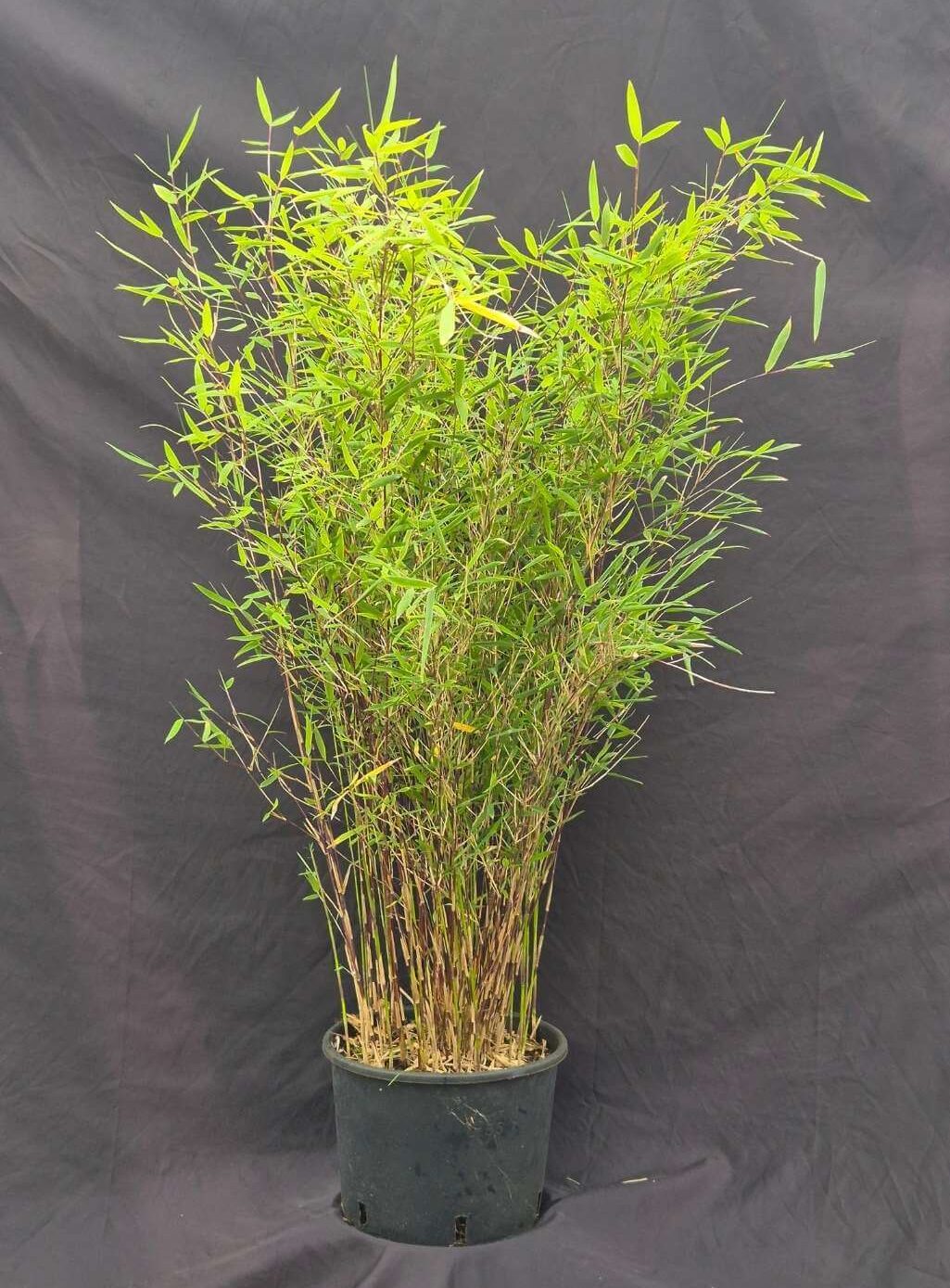 Fargesia Deep Purple niet woekerende bamboe plant in 5,5 liter pot en 75+ centimeter hoog.
