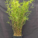 Jiuzhaigou Deep Purple – 5.5L – 75+ cm