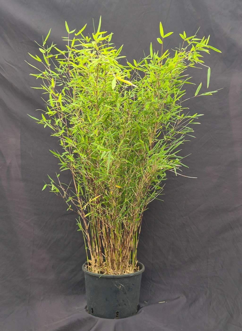 Jiuzhaigou Deep Purple – 5.5L – 75+ cm
