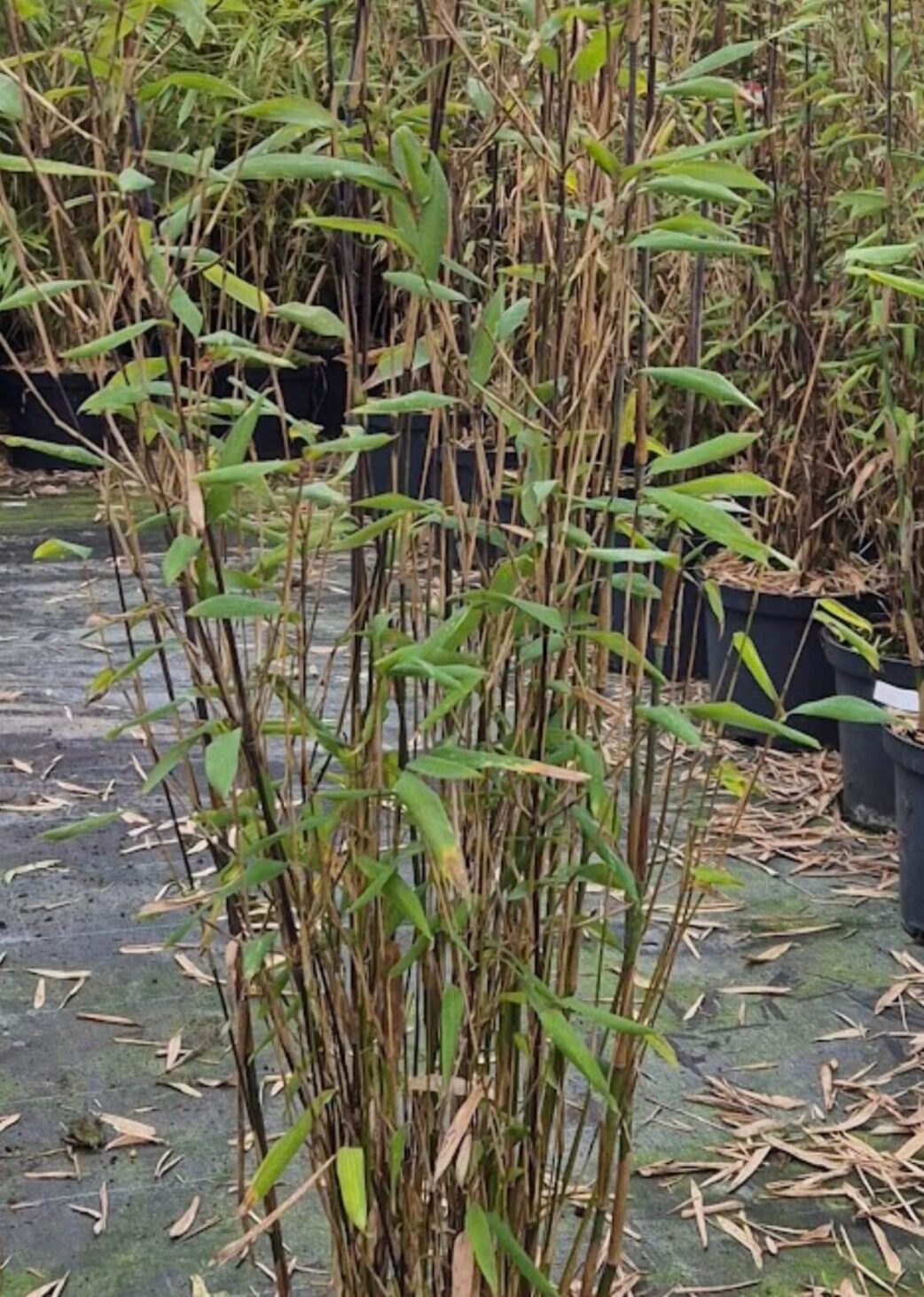 halmen en stelen van de demissa gerry bamboe plant.