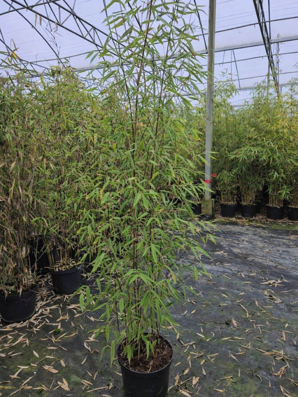 3 stuks fargesia aurora bamboe planten in 5L pot en 100 centimeter hoog.