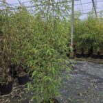 3-pack | Fargesia Aurora 5L | 100+ cm