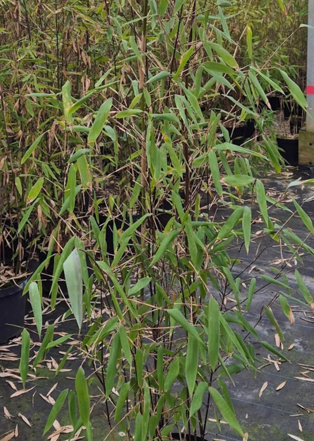 blad en tak van de fargesia aurora bamboe plant