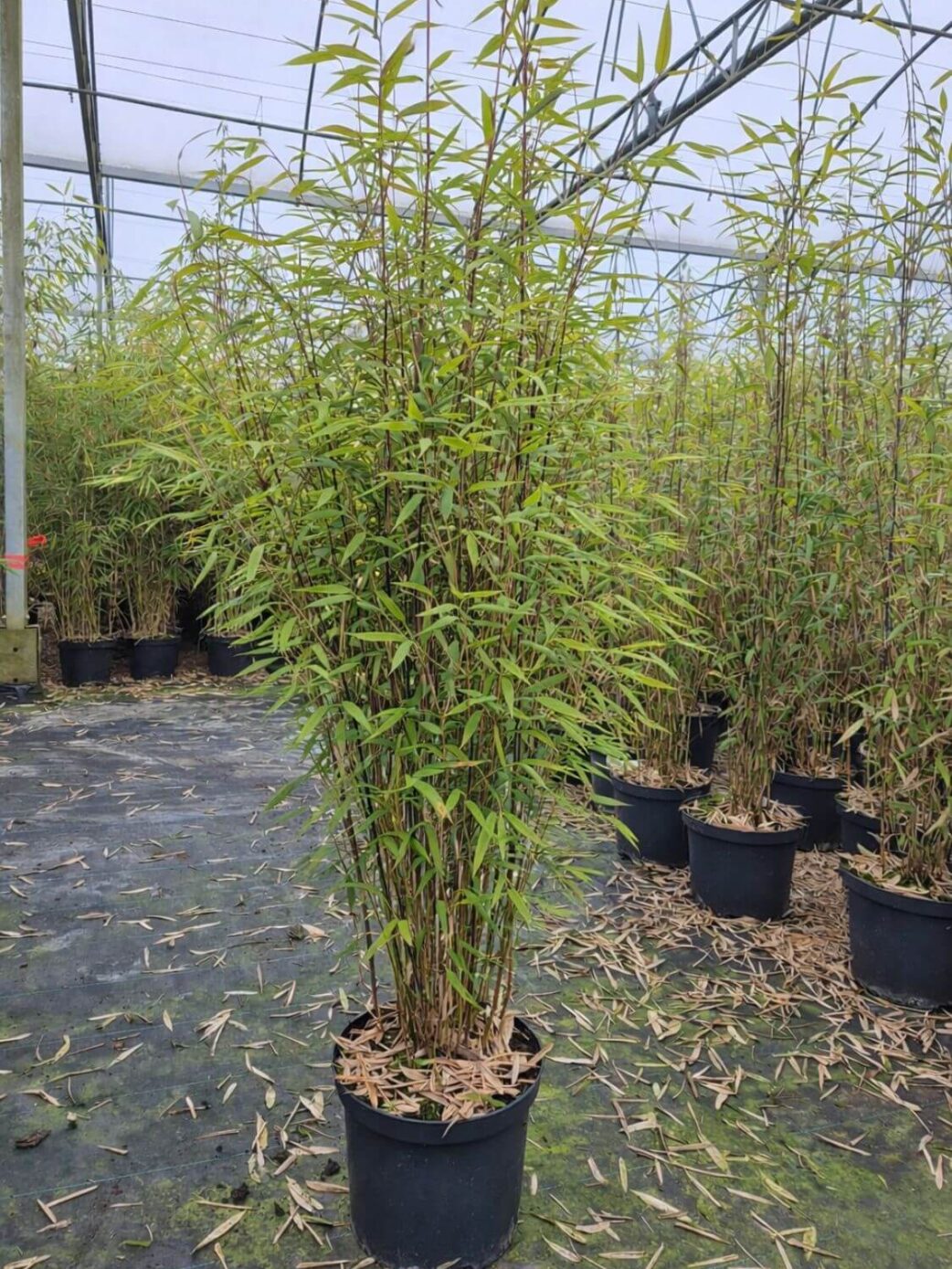 3 stuks fargesia gerry of 'black dragon' bamboe plant in 5L pot en 100 centimeter hoog.