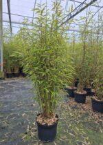 3 stuks fargesia gerry of 'black dragon' bamboe plant in 5L pot en 100 centimeter hoog.