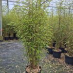 Fargesia Demissa ‘Gerry’ 5L - 100+ cm