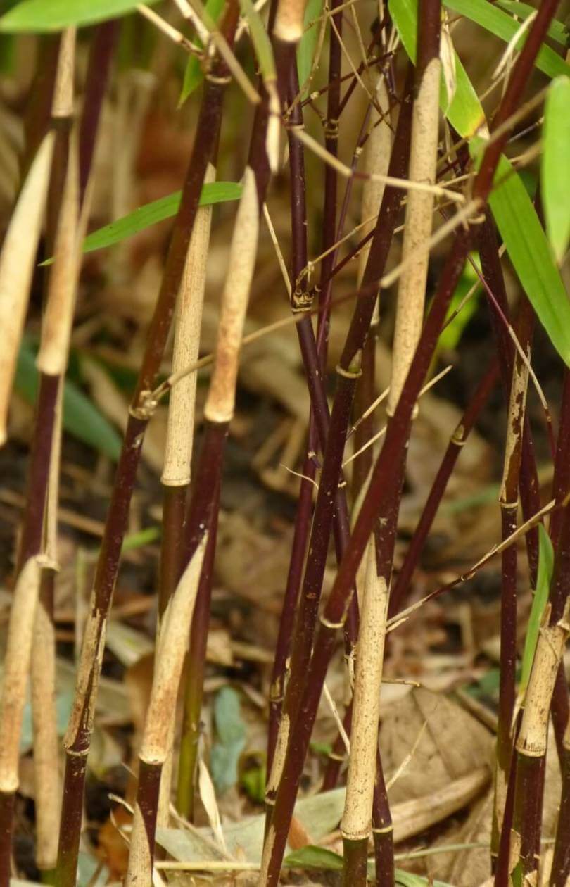 fargesia jiuzhaigou deep purple bamboe