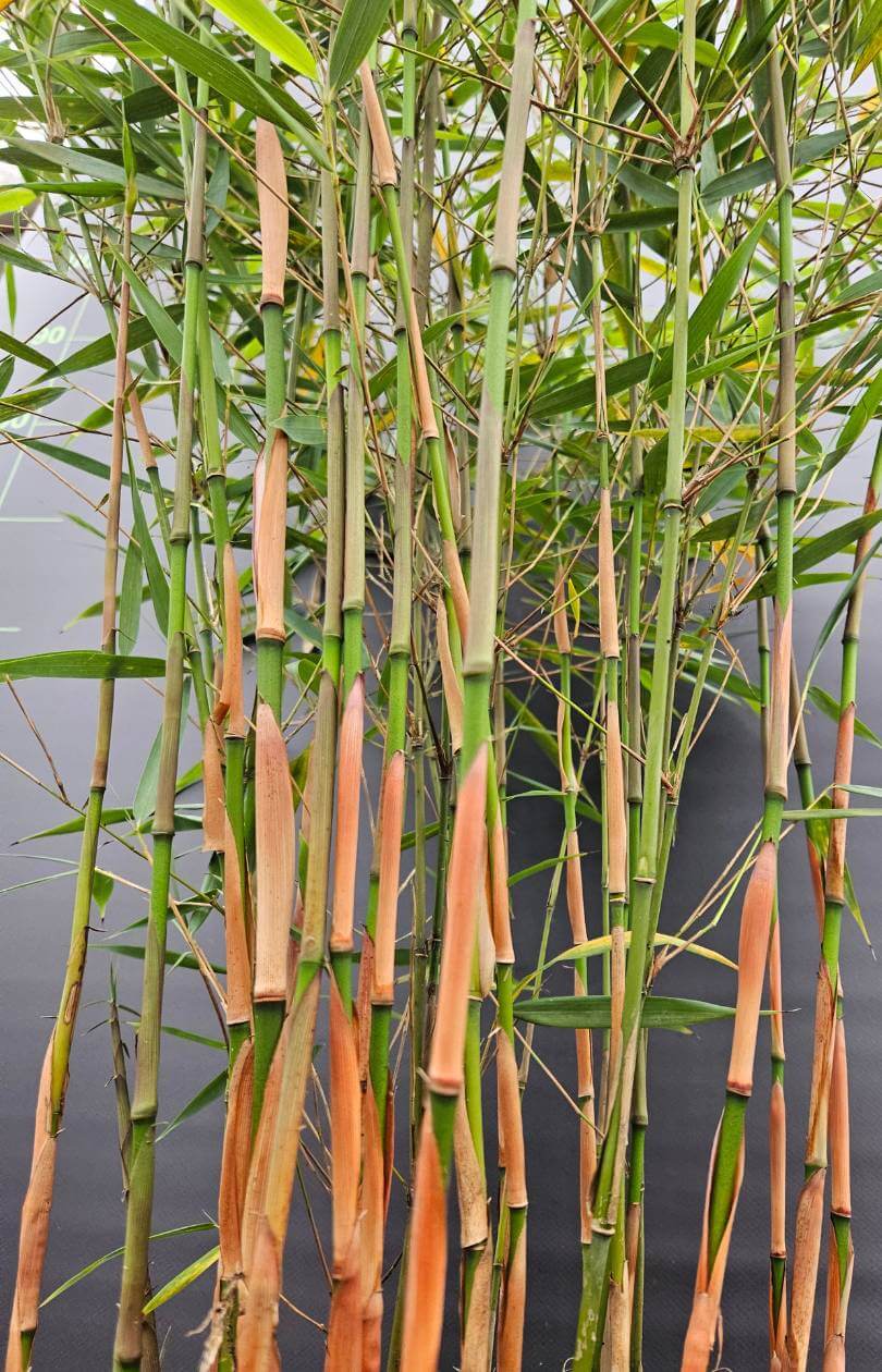 Fargesia nitida asian wonder bamboe
