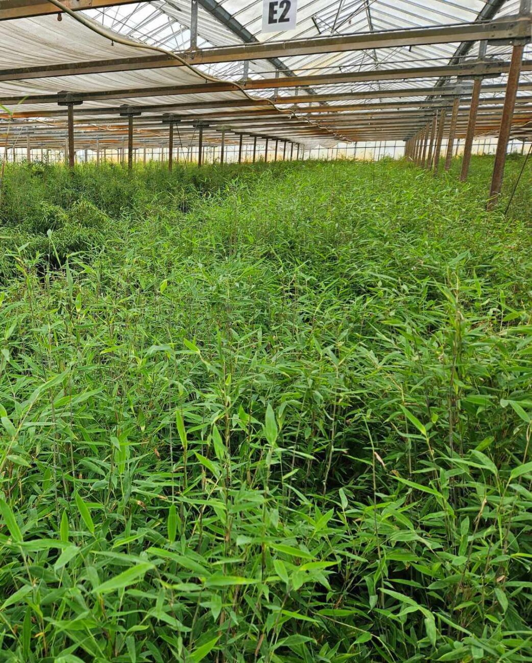 fargesia nitida bamboe planten