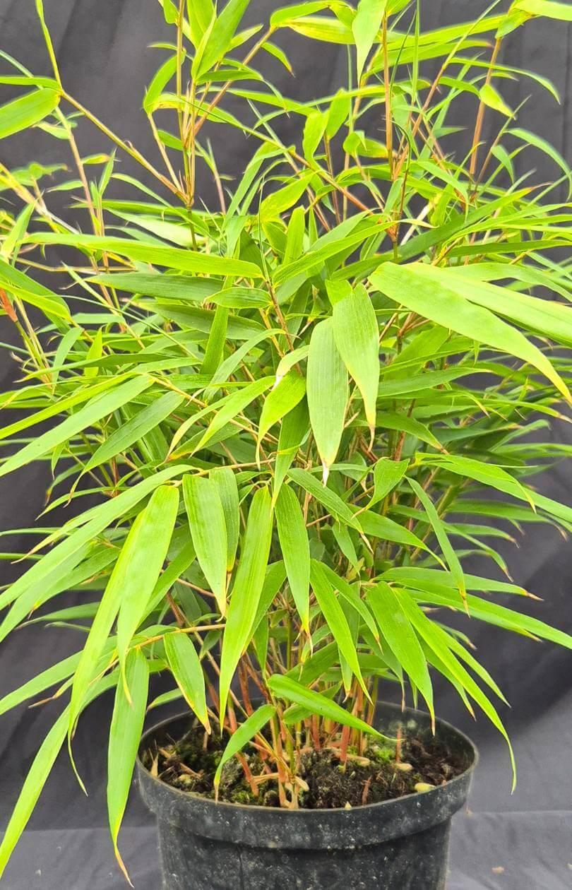 Fargesia Rufa bamboe