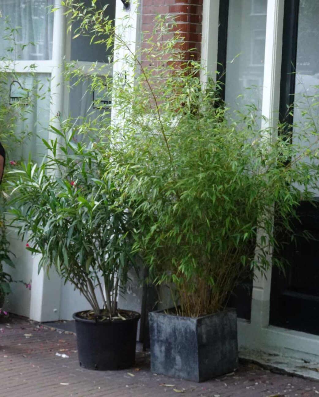 fargesia rufa bamboe in pot