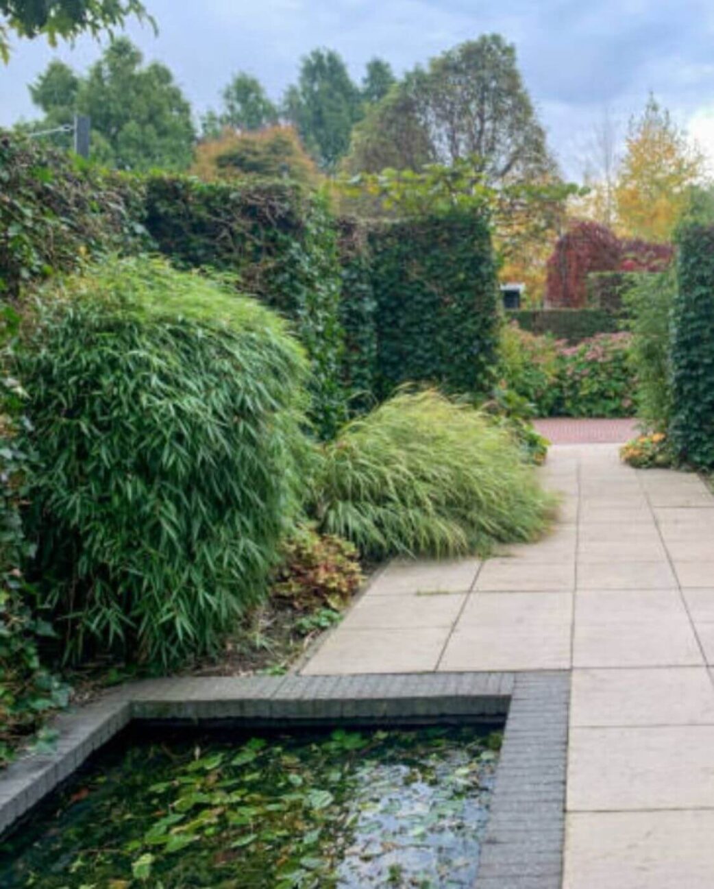 fargesia rufa bamboe struik