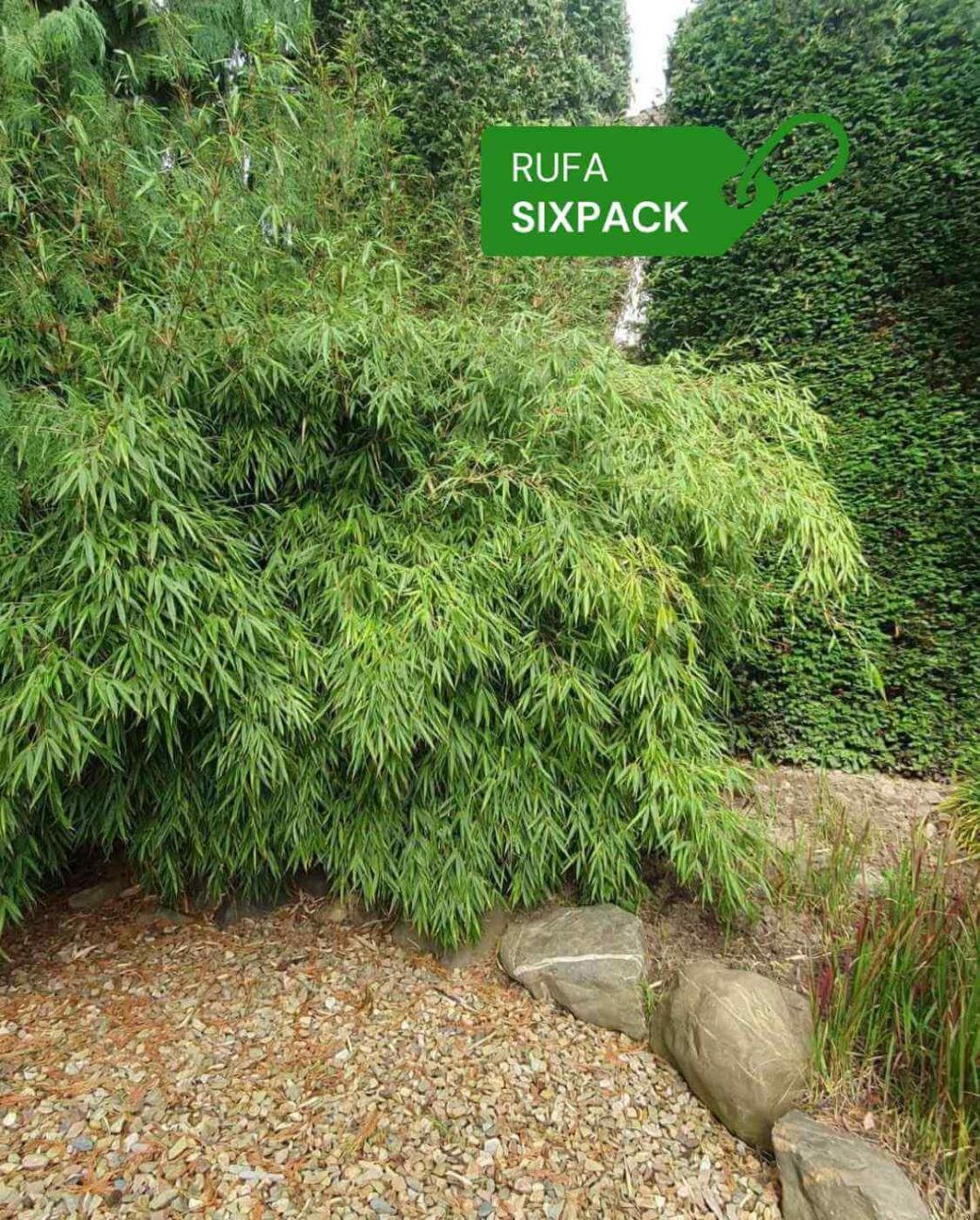 Impressie van een bamboehaag met Fargesia Rufa bamboeplanten