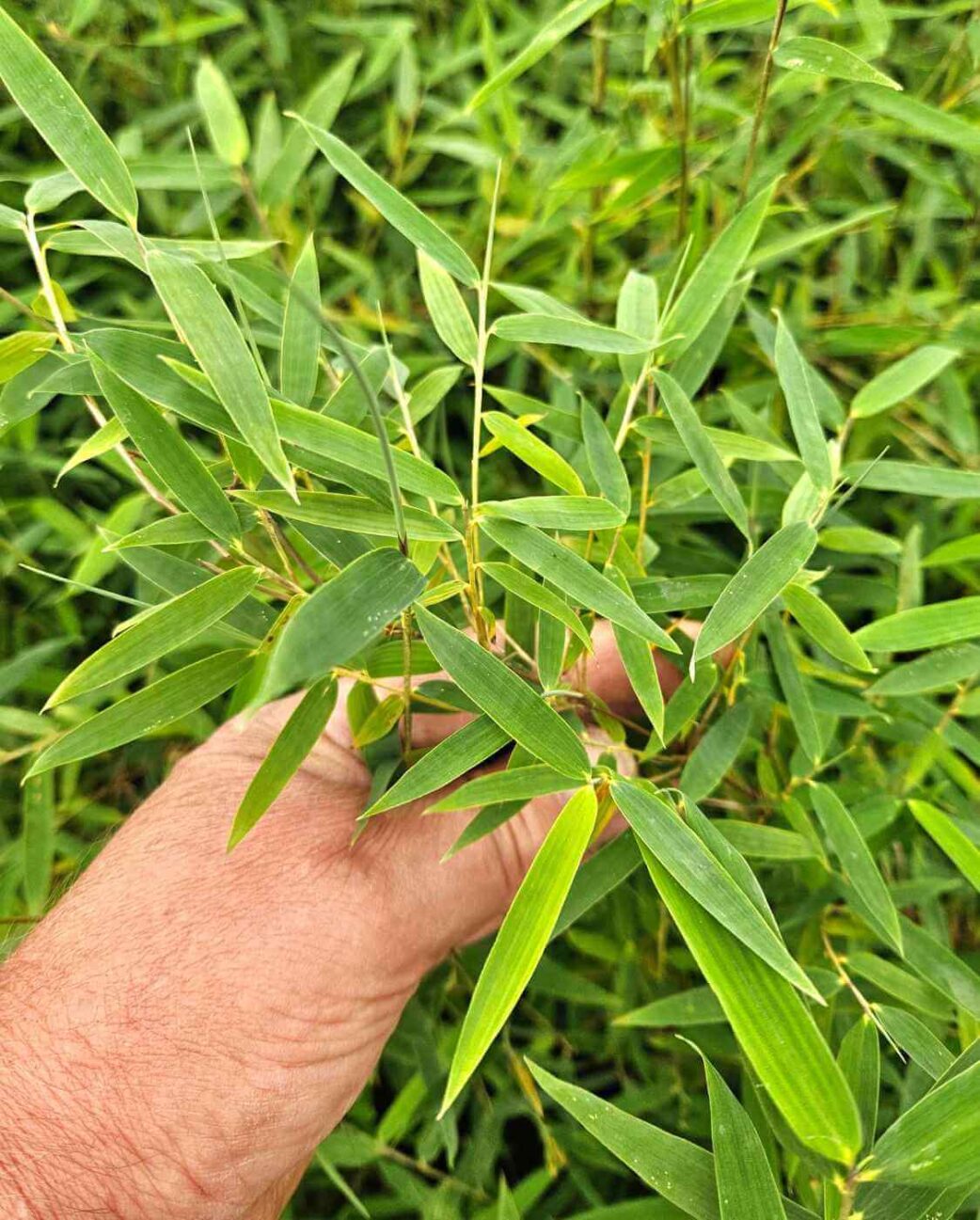 frisgroene bamboe fargesia jiuzhaigou
