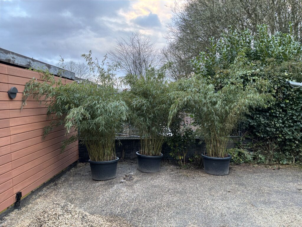 Afbeelding #1 van Peter V.