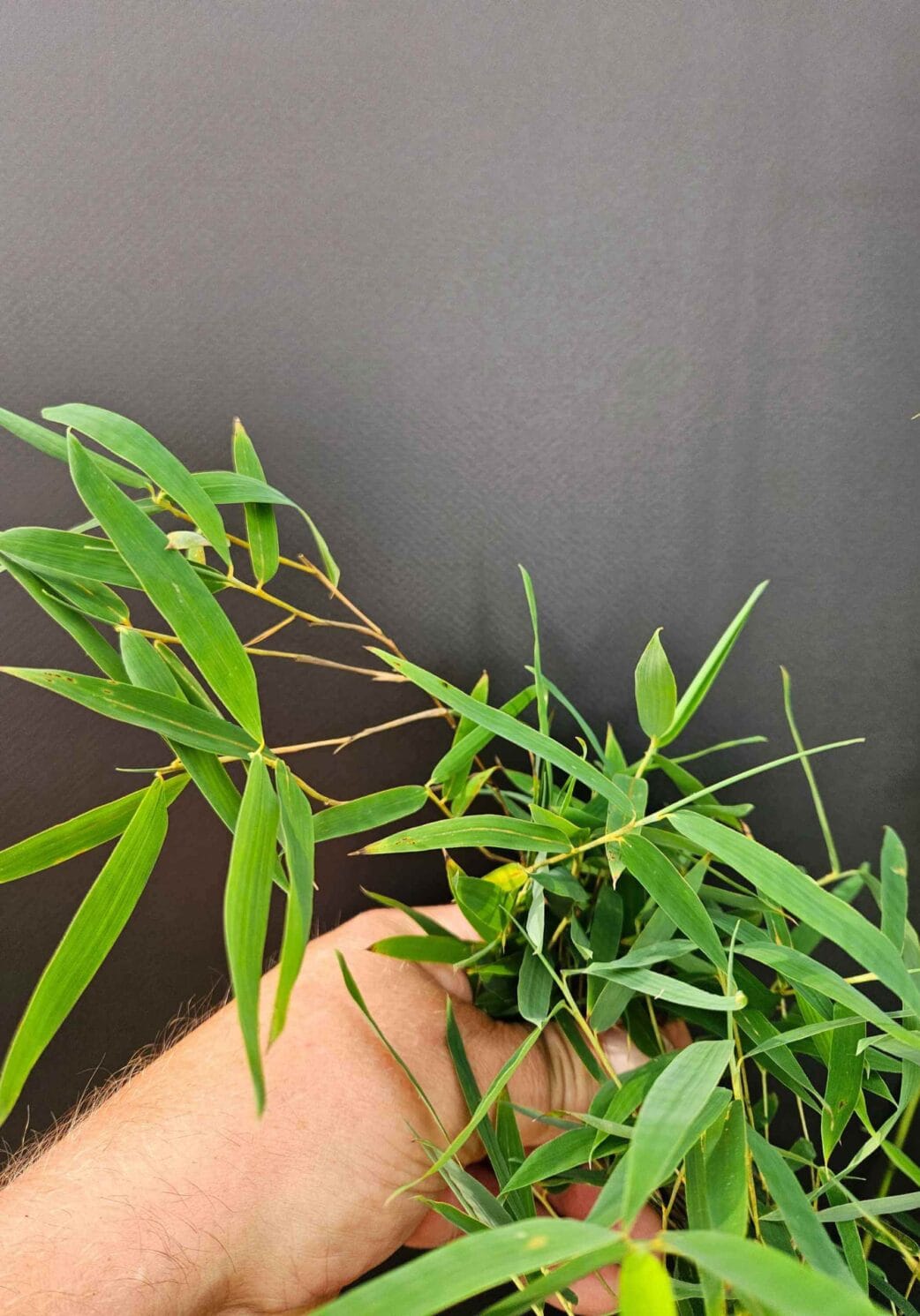 jiuzhaigou 1 bamboe blad