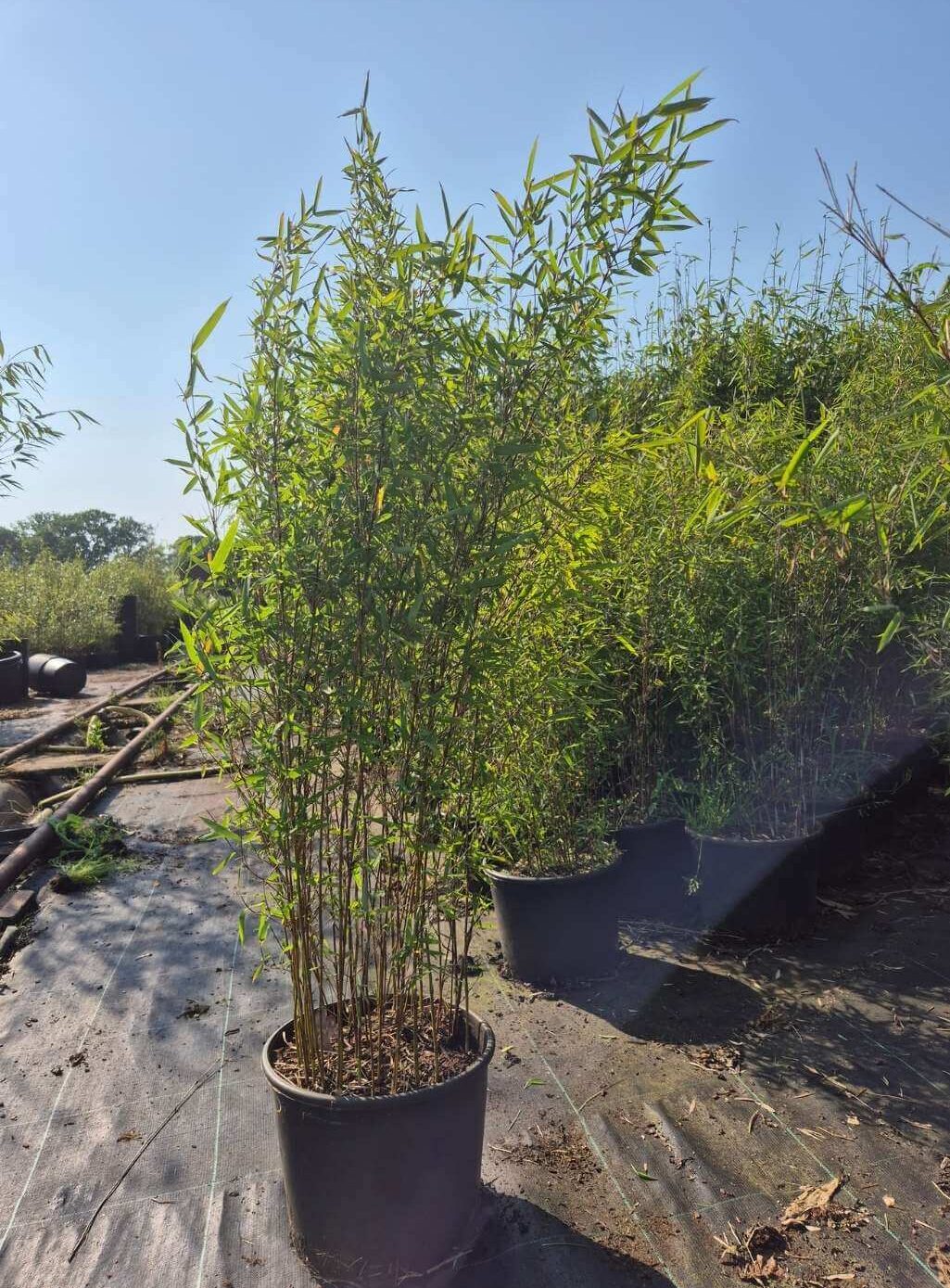 Fargesia Jiuzhaigou 1 in 5.5 liter pot met hoogte van 100cm.