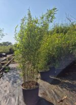 Fargesia Jiuzhaigou 1 in 5.5 liter pot met hoogte van 100cm.