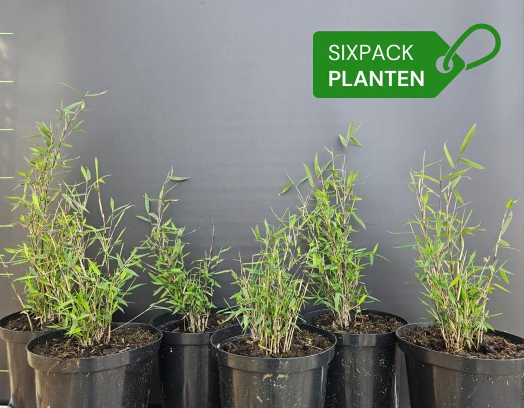 losse volcano bamboe planten sixpack