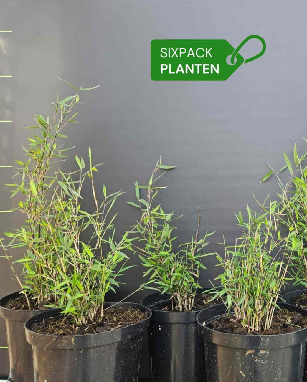 losse woekerende bamboe planten