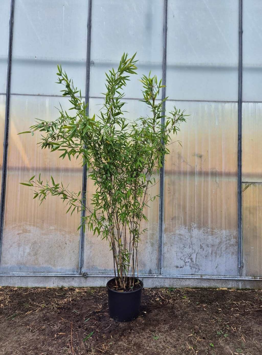 Niet woekerende bamboe Fargesia Black Pearl in 10L pot met een hoogte van 200 centimeter.