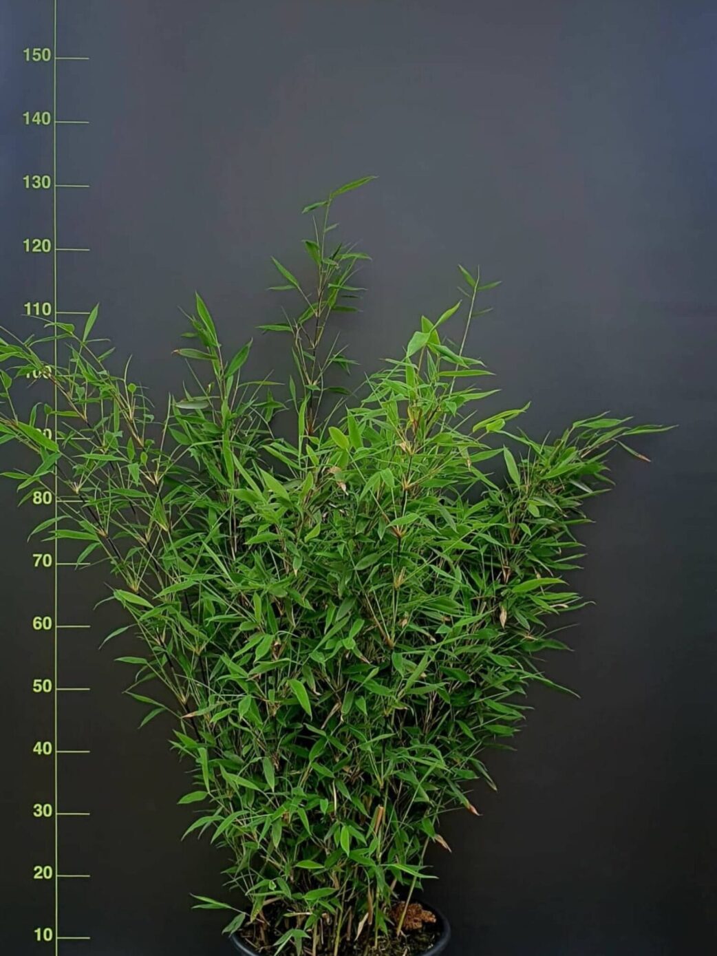 fargesia nitida black pearl in 15 liter pot met hoogte van 225CM