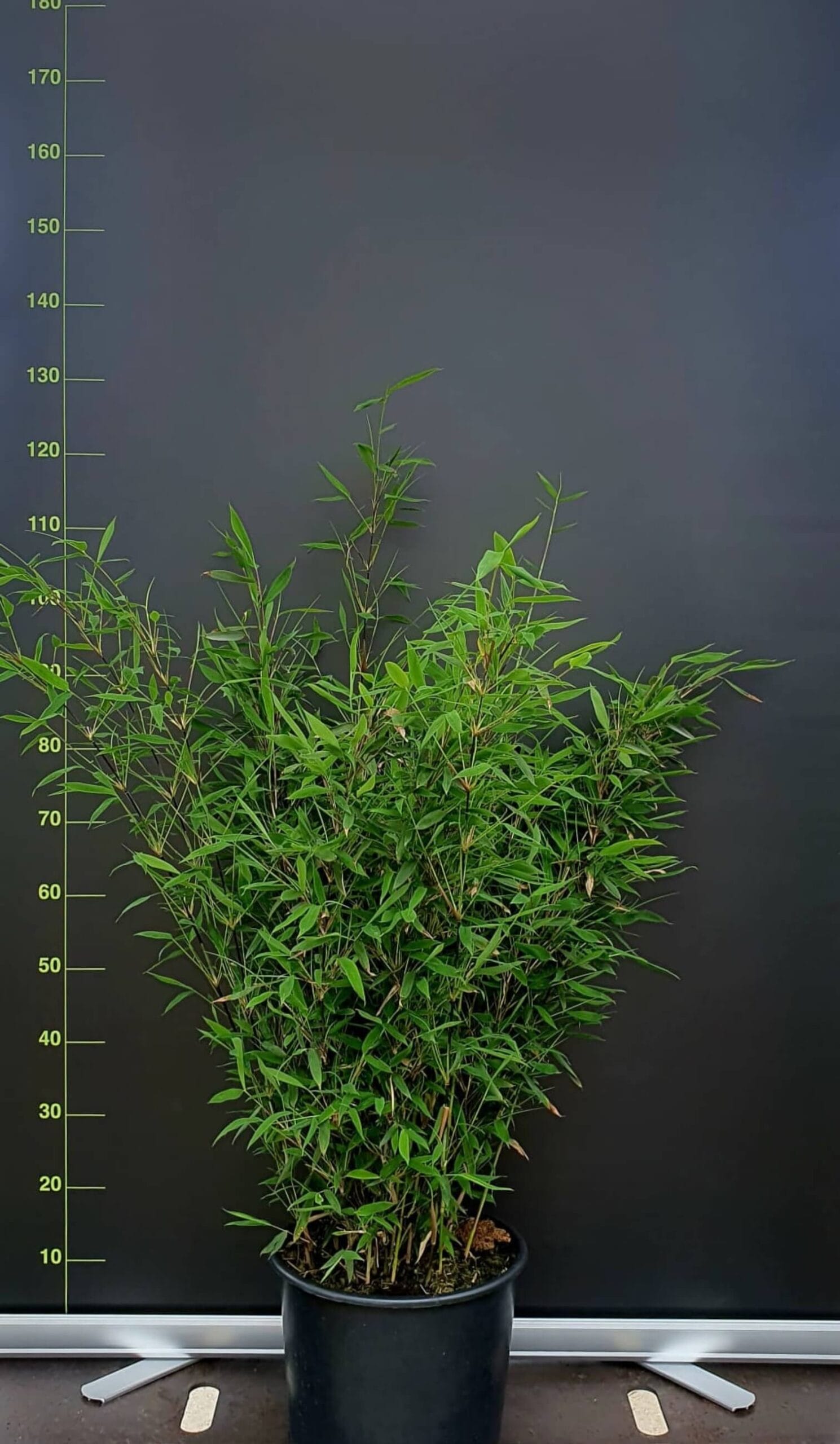 Fargesia Nitida Black Pearl 15L – 225+ cm