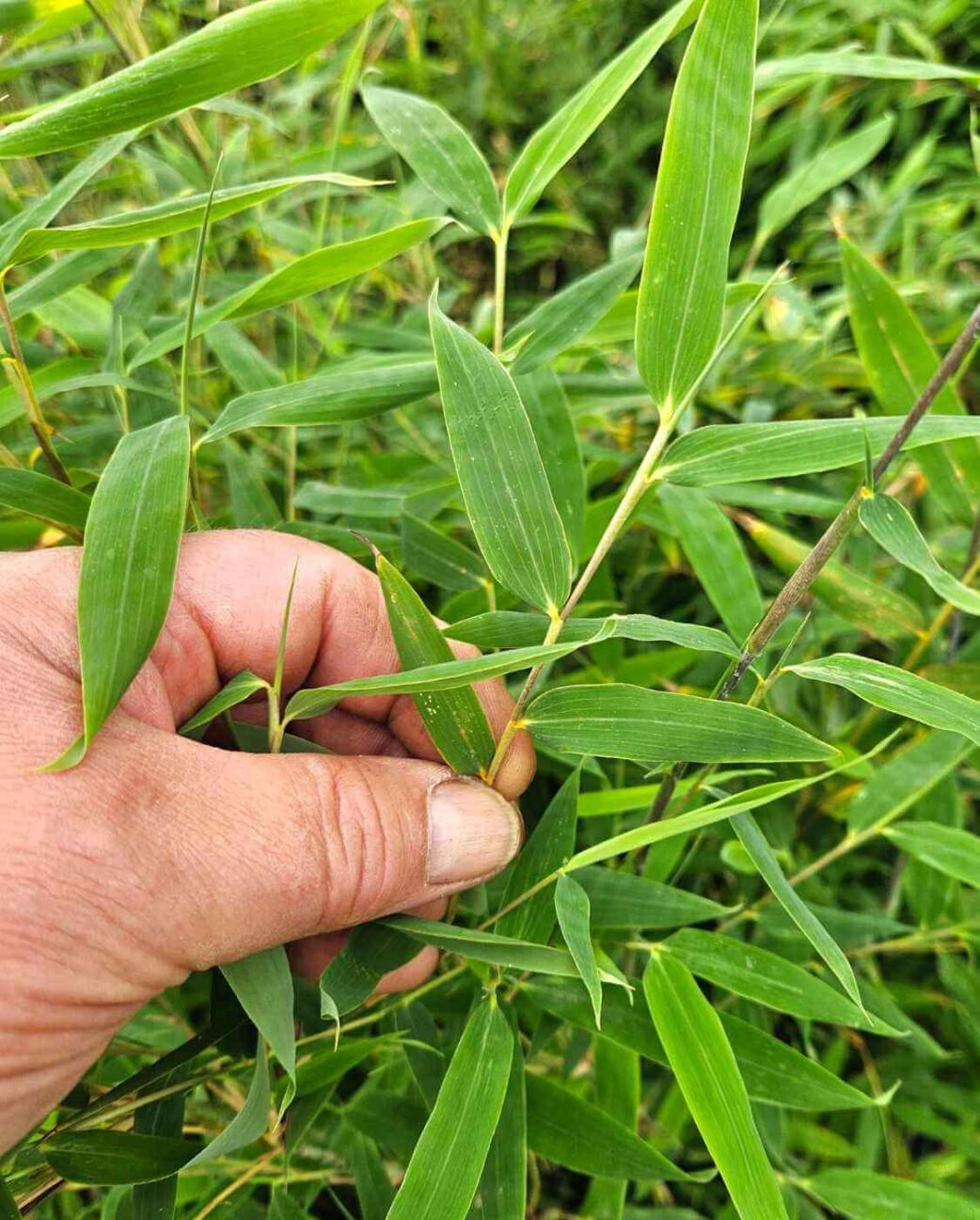 nitida black pearl bamboe blad