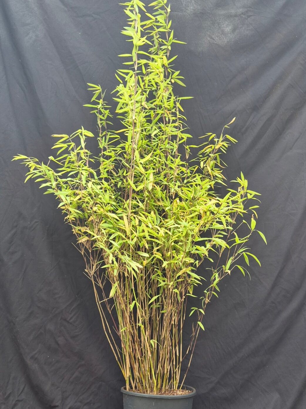 Nitida volcano bamboe in 10 liter pot met hoogte van minstens 125cm.