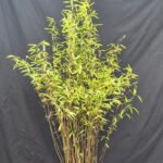 Bamboe Fargesia Volcano - 10L Pot - 125+ cm