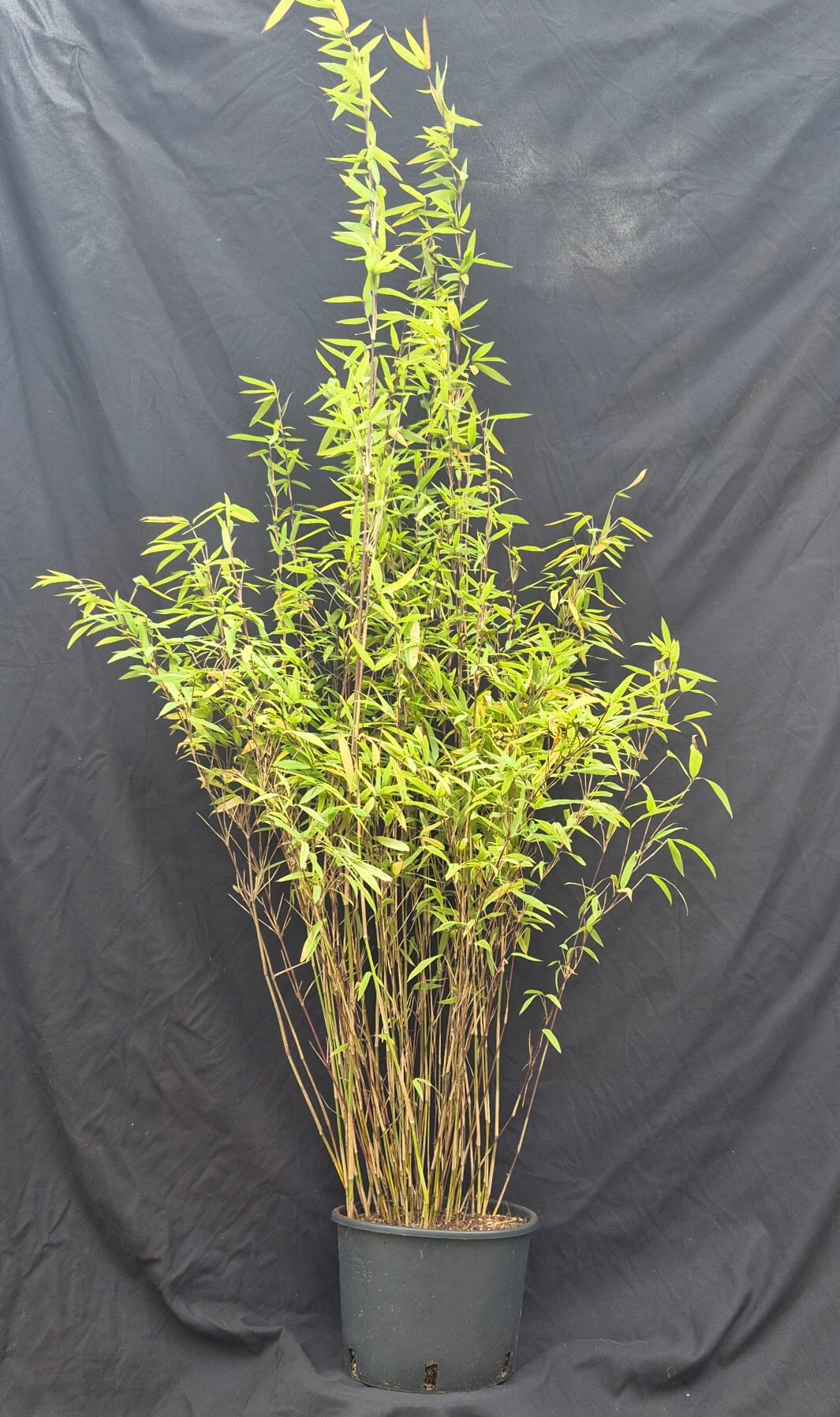Bamboe Fargesia Volcano – 15L Pot – 125+ cm