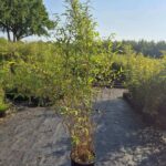 Fargesia Nitida Winter Joy 10L - 150+ cm