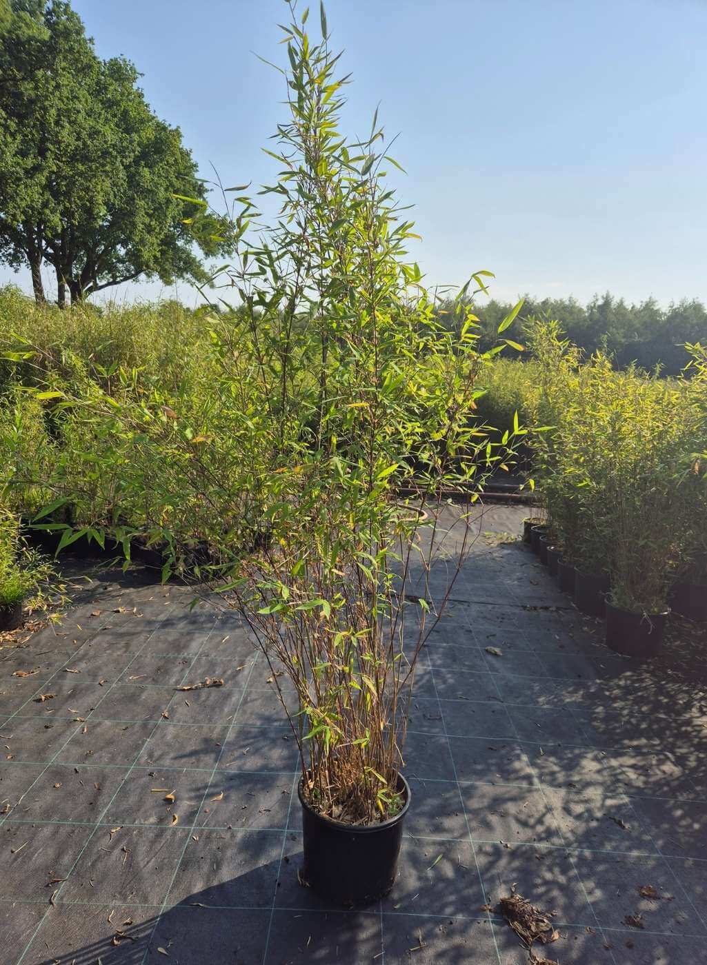 Fargesia Nitida Winter Joy 10L – 150+ cm