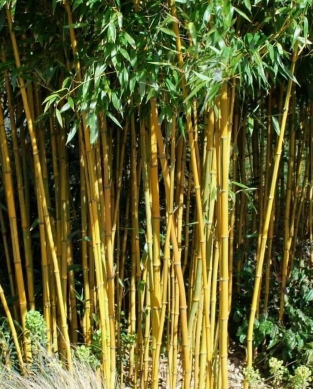 phyllostachys aurea bambusa