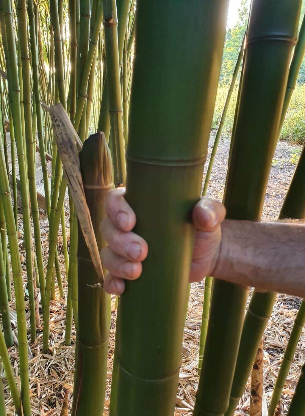 Phyllostachys Shanghai 3 | Hoge woekerende bamboe plant
