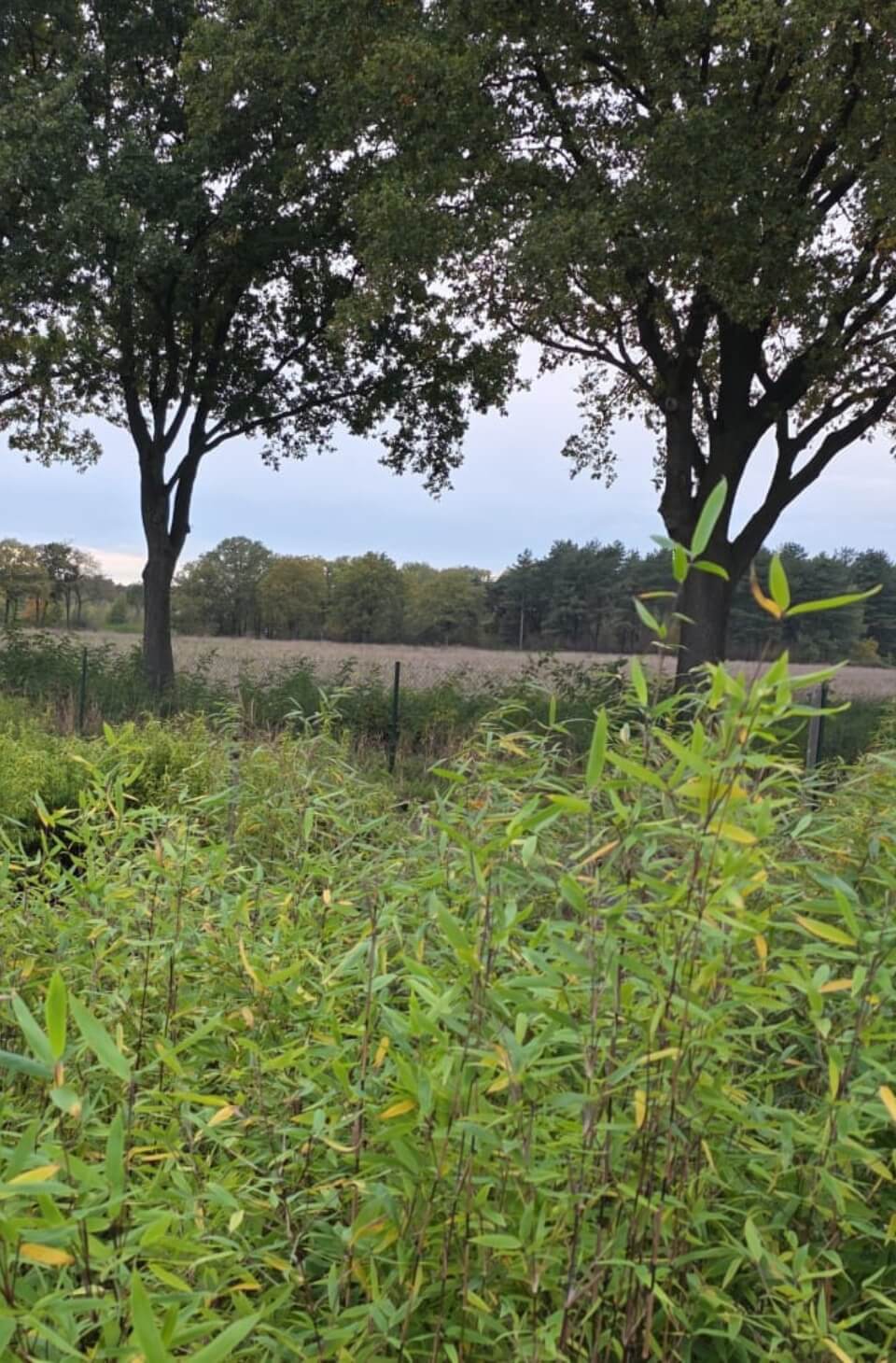 Fargesia Robusta Pingwu 5L – 125+ cm