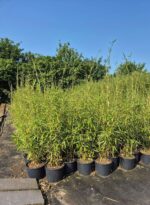 Bamboe kwekerij met robusta campbell 5½ Liter planten