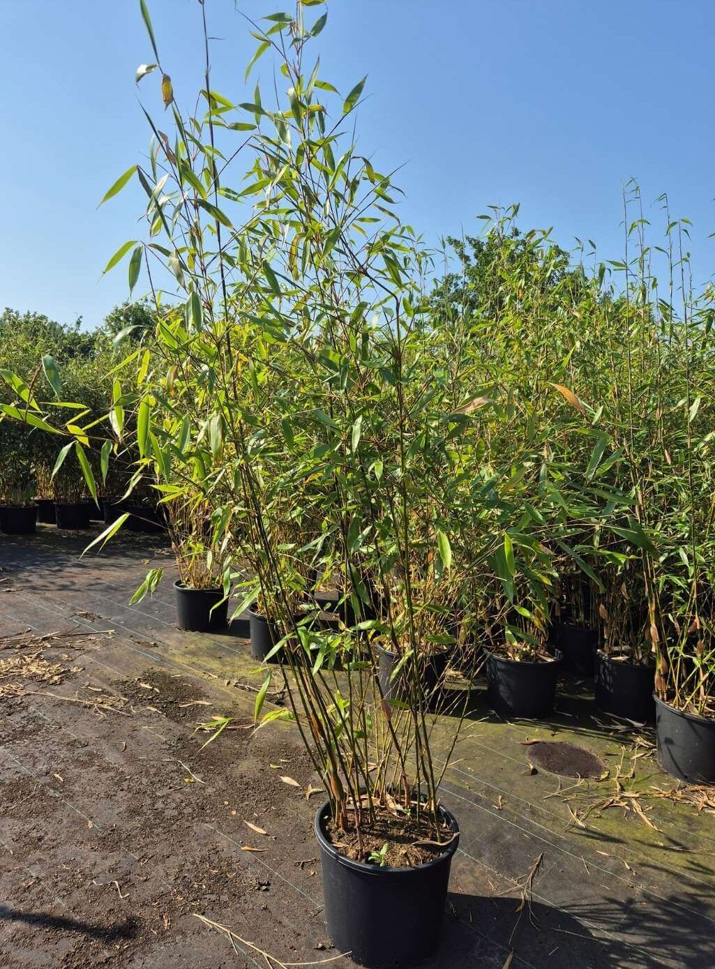 Fargesia Bamboe Robusta Wolong - 25L - 200+ cm