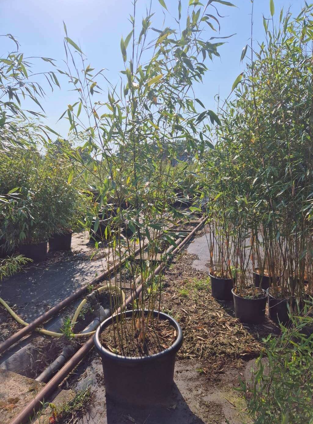 Fargesia Bamboe Robusta Wolong - 60L - 200+ cm
