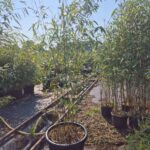 Fargesia Bamboe Robusta Wolong - 60L - 200+ cm