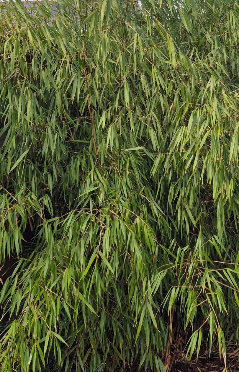 robusta wolong bamboe