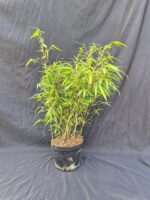 Fargesia Rufa in 3 liter pot met een hoogte van 50+ cm.