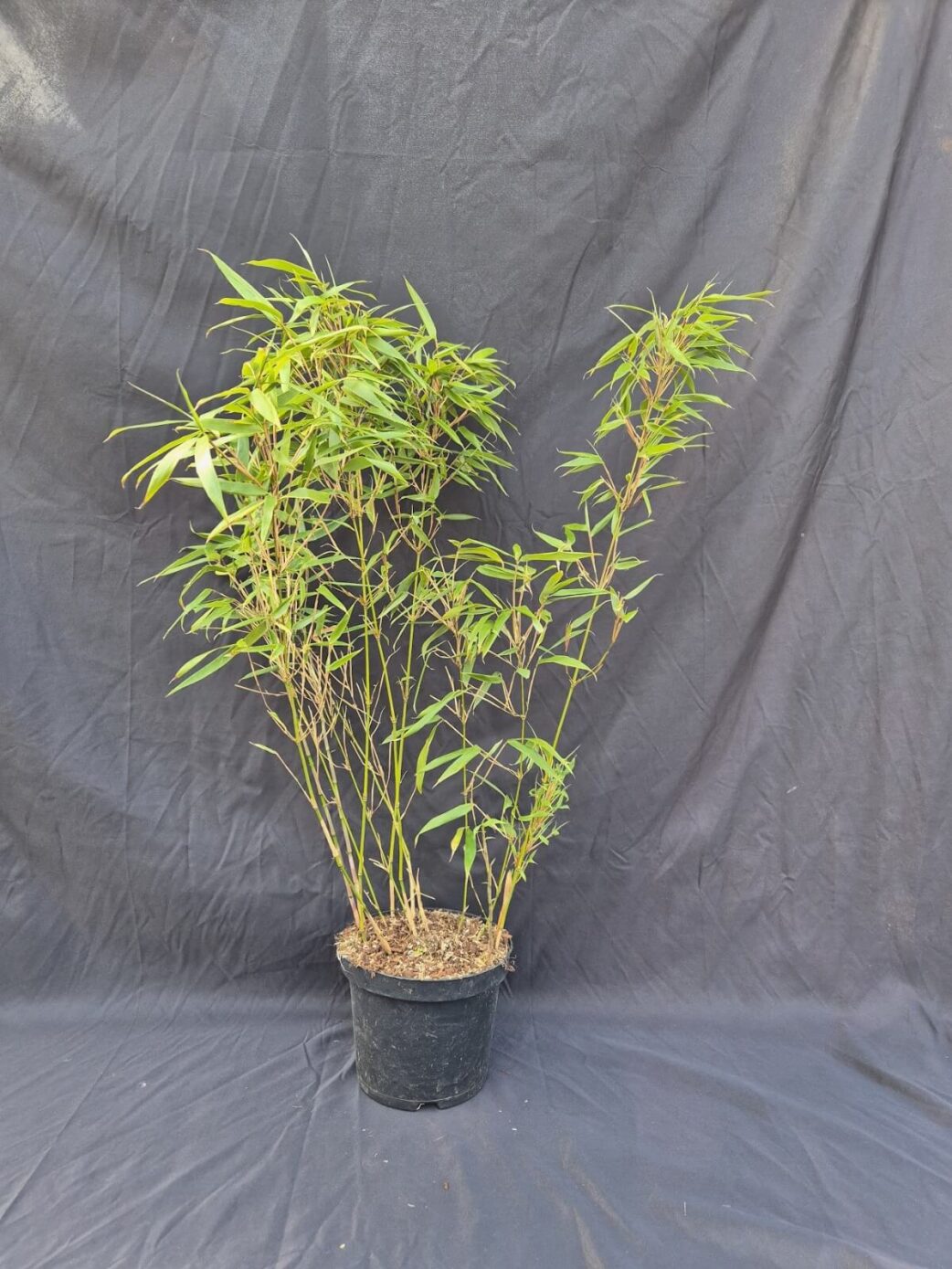 Fargesia Rufa in 3 liter pot met een hoogte van 75+ cm.