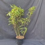 Fargesia 'Rufa' 3L - 75+ cm